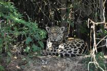 Uma magnífica onça nos observa enquanto navegamos no rio Cuiabá, região de Porto Jofre, no final da rodovia Transpantaneira, no Pantanal Norte, no Mato Grosso